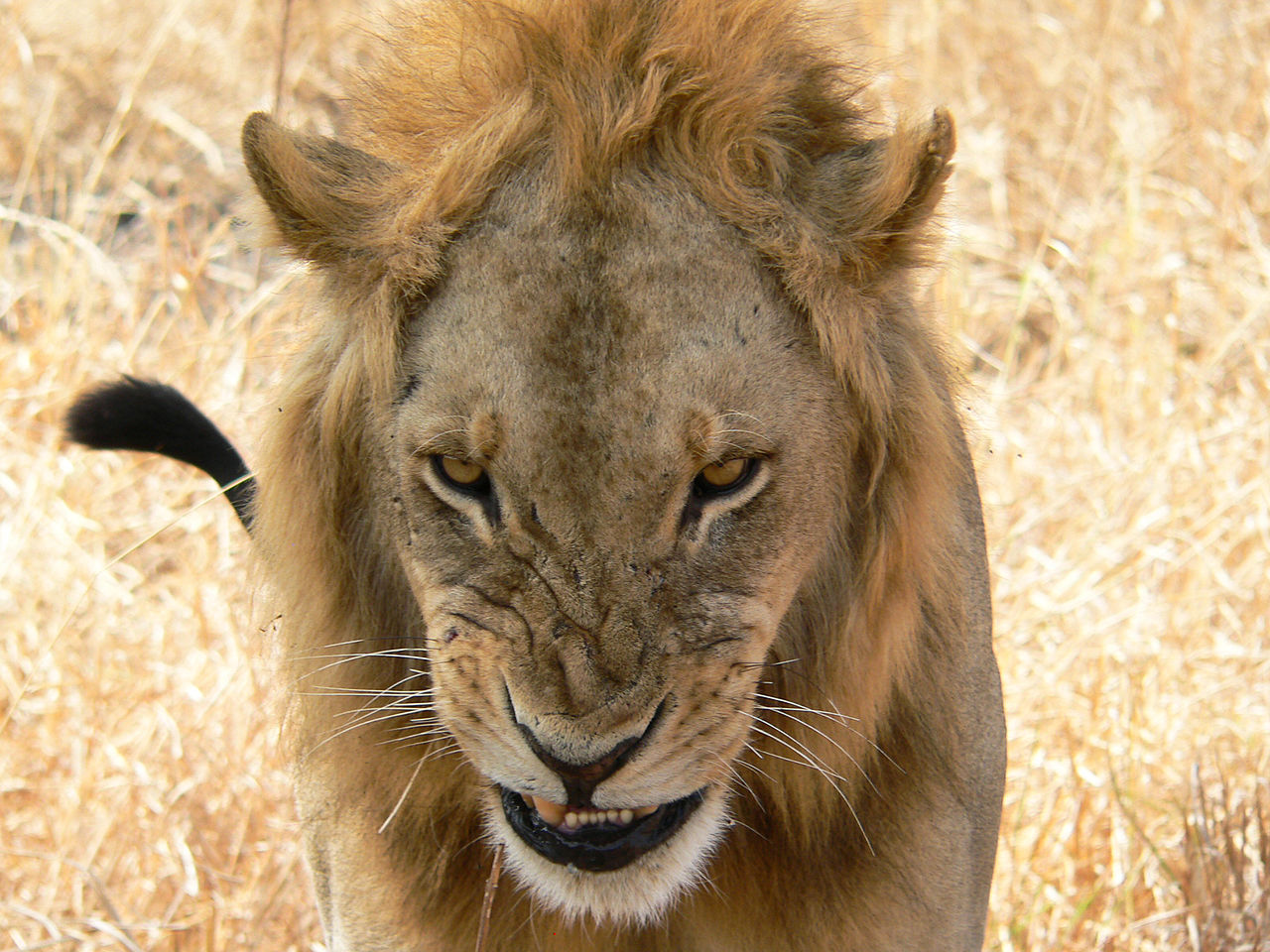 how to analyze an article