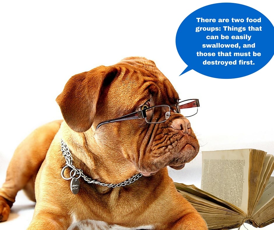 classification essay topics